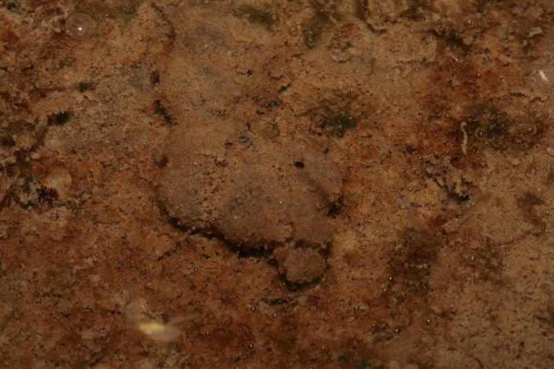 Uova,girini,metamorofosato,ululoni adulti in una sola  pozza